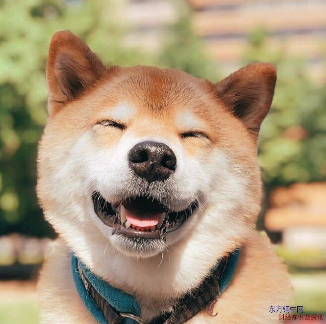 微笑狗