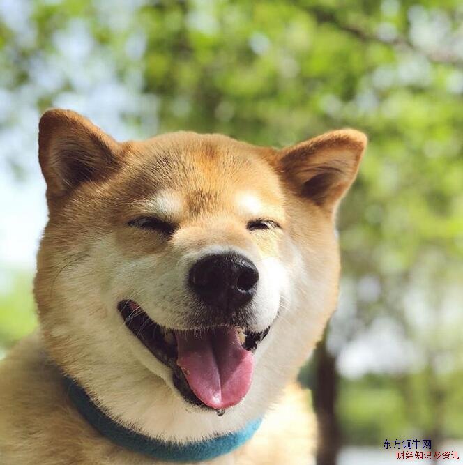 微笑狗