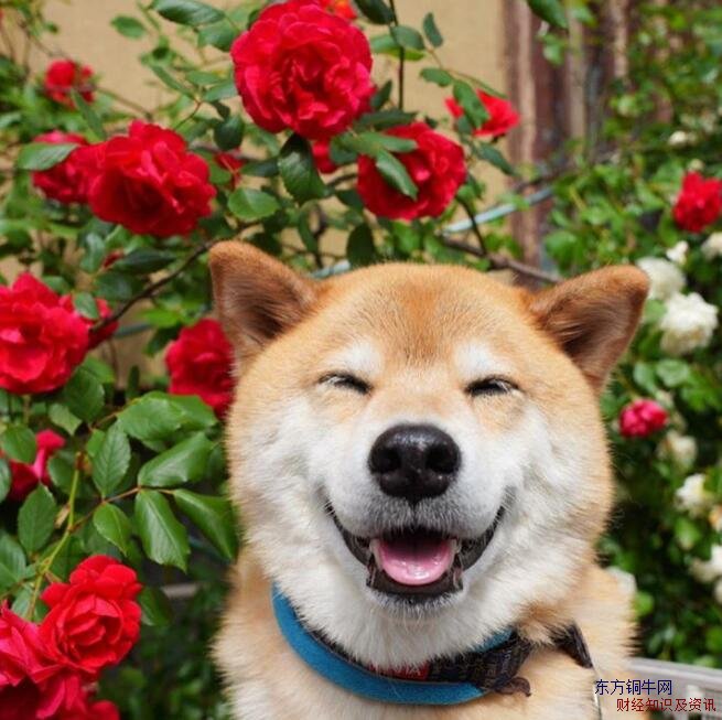 微笑狗