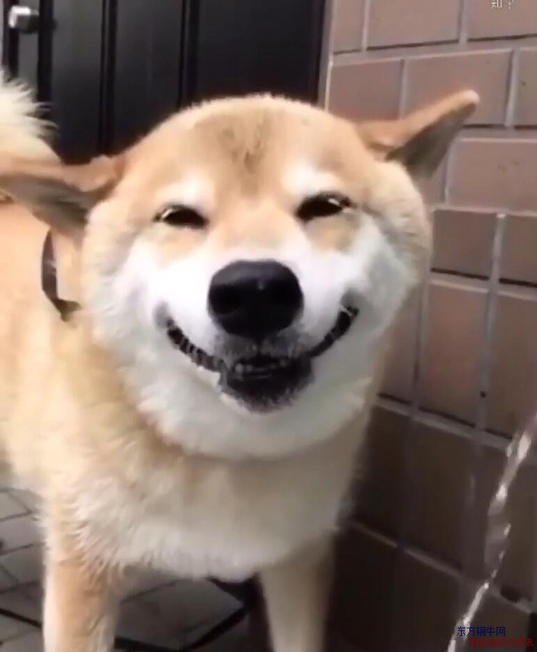 微笑狗